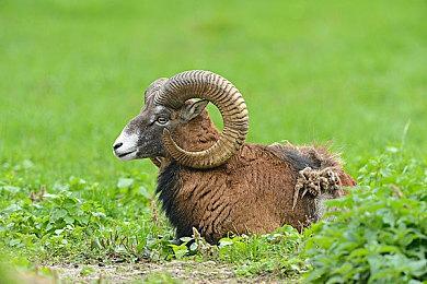 《弈仙牌》新角色“杜伶鸳”公开 专属卡牌“双鸳逆克”